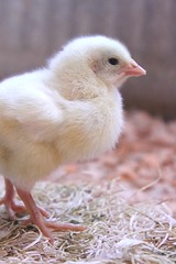 Goffle Road Poultry Farm