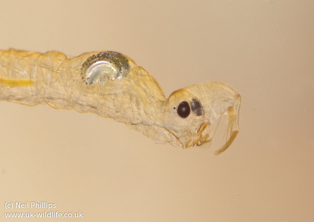 Phantom midge larva Chaoborussp 4