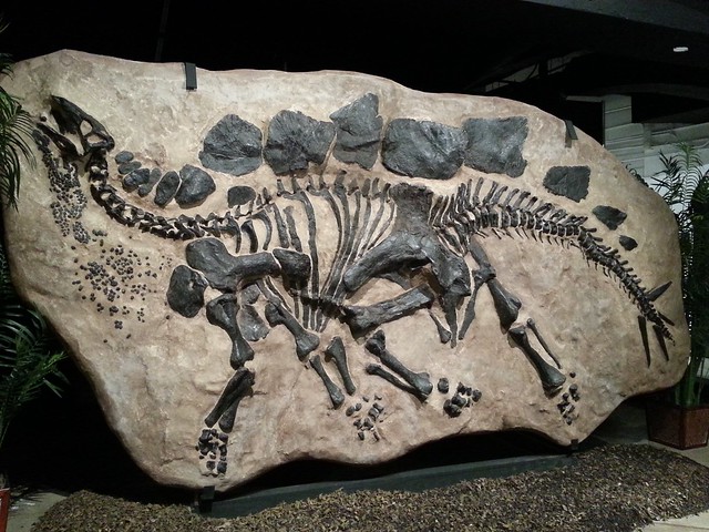 Fossilized in-ground Stegosaurus