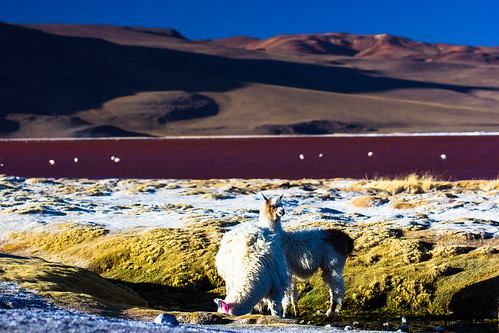 Bolivia - SaltFlats-3603