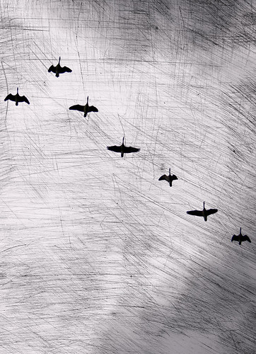 Gorey geese by McBeth