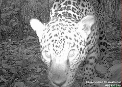 Network) TEAM在祕魯馬奴國家公園的Cocha Cashu，連續拍了90張這隻美洲豹（Panthera onca）的照片，成為TEAM網絡所拍攝的第100萬張照片。照片由TEAM網絡提供