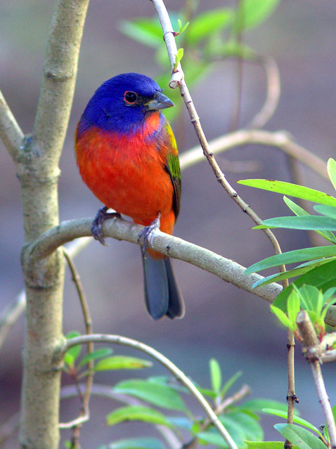 Painted Bunting 2-20130310