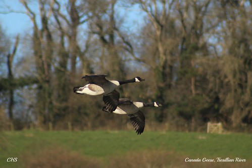 Canada Geese, Tresillian River, Cornwall by Stocker Images