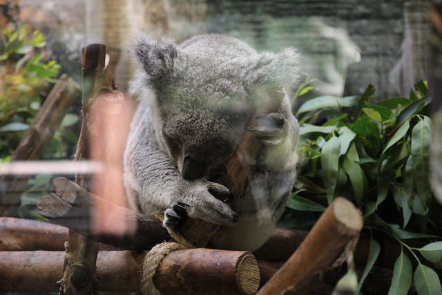 Koala at the San Francisco Zoo