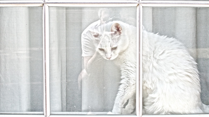 The Cat At The Window