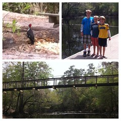 Oleno State Park #outdoors Great spot 4 picnic #hiking #camping  #nature #hswildlife #swfl #onetanktrips