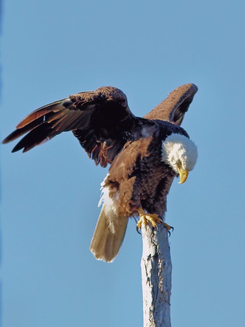 Bald Eagle roosting 7-20130328