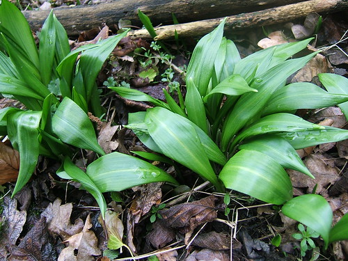 Early Ramsoms (wild garlic) leaves