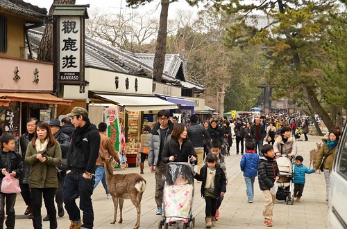 Deer just milling around with the people near Todai-ji Temple