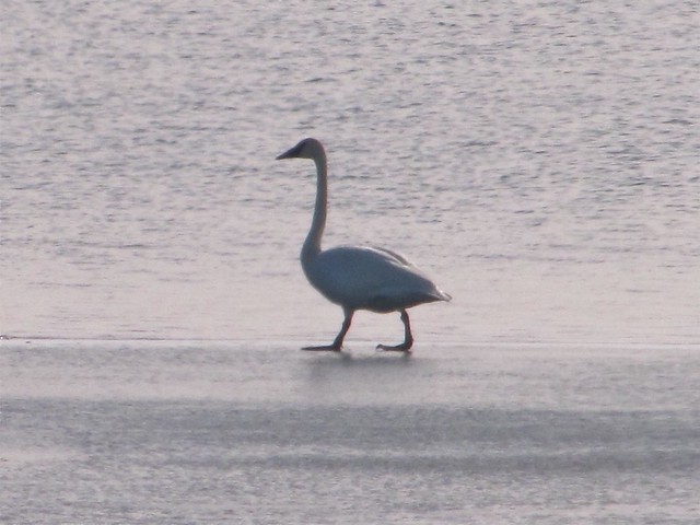 Trumpeter Swan at Evergreen Lake in Woodford County, IL 38