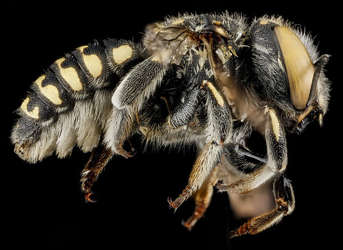 Anthidium maculifrons, F, side, Florida, St. Johns County_2013-01-24-14.20.49 ZS PMax