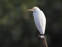 Kuhegre (Cattle Egret)
