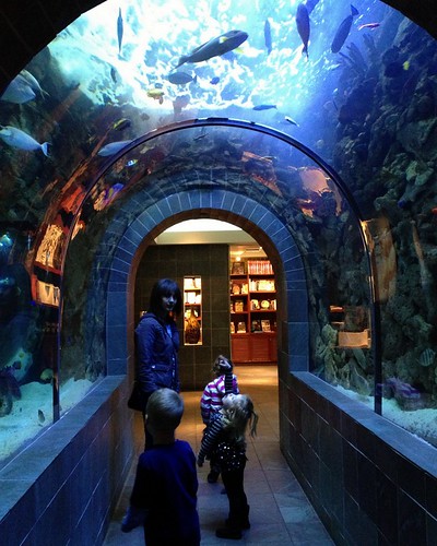 Aquarium11
