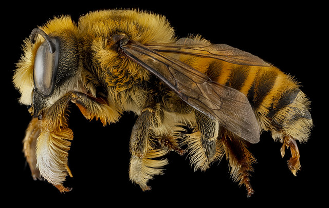 Megachile fortis, U, side, Jackson County, South Dakota_2013-01-29-17.41.37 ZS PMax