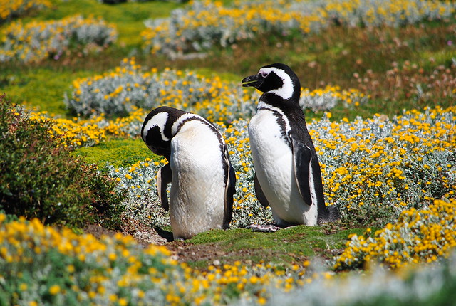 Magallenic Penguins, happy couple
