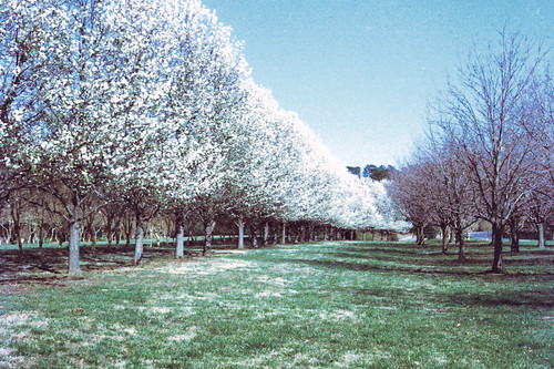 Blooming Bradford Pears Line the NATO Vista by bahayla