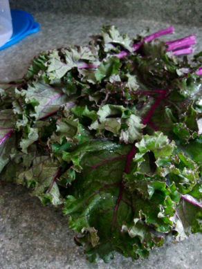 Lady Moon Organic Red Kale