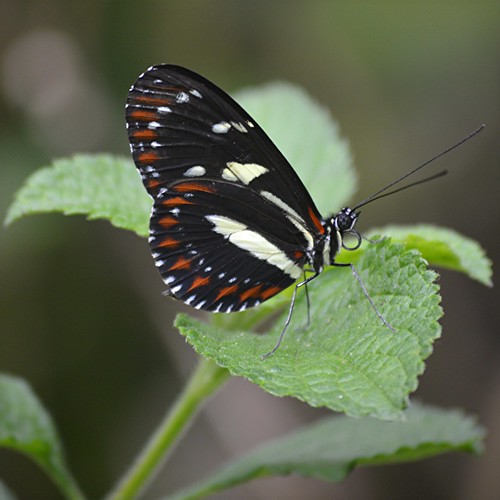 Heliconius atthis sitting on Porterweed leaf by jungle mama