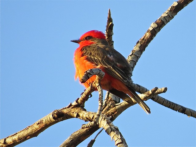 Vermilion Flycatcher (male) at the Green Valley Country Club in Green Valley, AZ 09