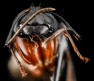Camponotus chromaiodes, F, face, MD, Queen Anne County, Chino Farms_2013-01-16-14.14.23 ZS PMax