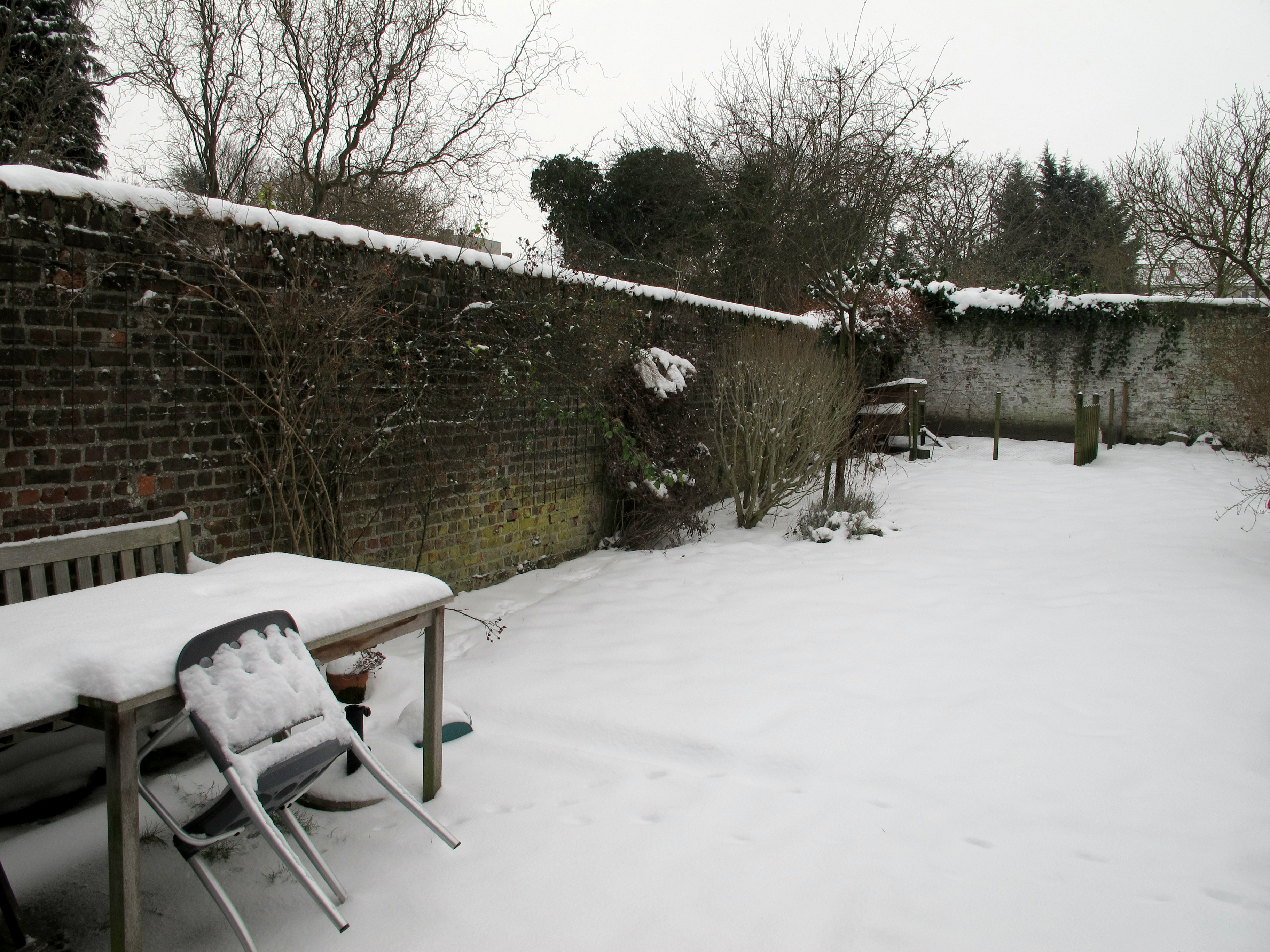Snow in my garden