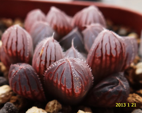 Haworthia obtusa by masaco2012