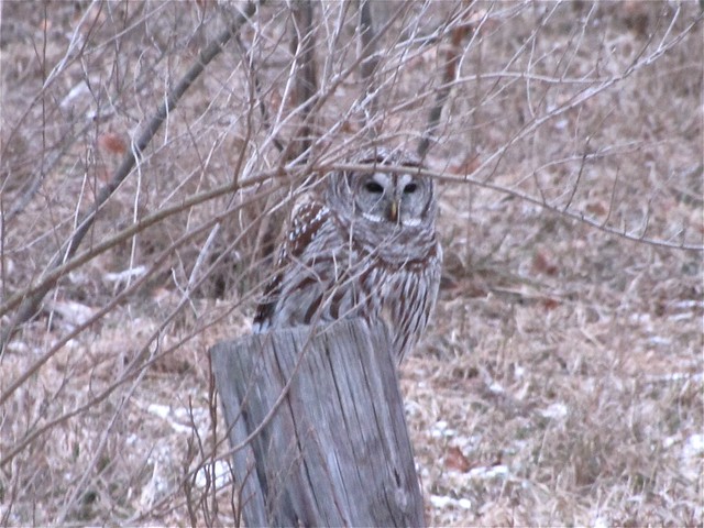 Barred Owl at Evergreen Lake 04