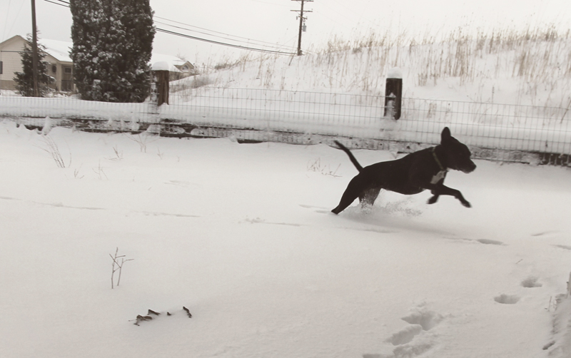 dogs-playing-in-snow-4