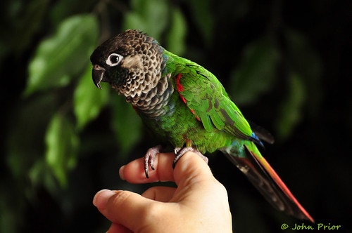 Jesper, my daughters Parrot - hand model George Costanza by John Prior 55
