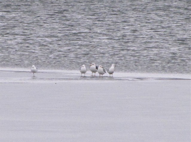 Lesser Black-backed Gull and Ring-billed Gulls at Evergreen Lake in Woodford County 02