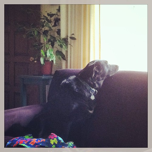 Maggie is contemplative. #dog #lab #arf