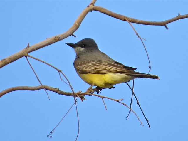 Cassin's Kingbird at the Green Valley Country Club in Green Valley, AZ 10