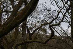 Heronry at Luddendenfoot