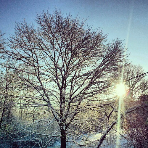 #snow #trees #sun #morning #newhampshire