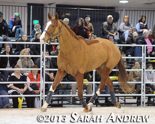 Alluring Punch at the MD Horse World Expo