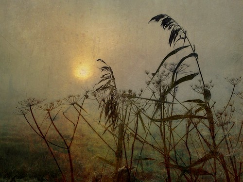 Sunrise on the Marsh by Sarah Jarrett