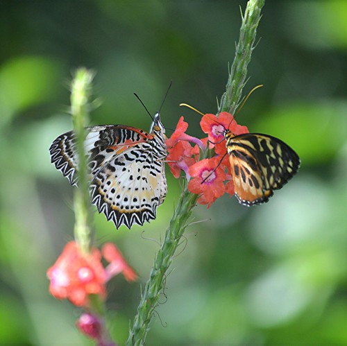 Lacewing and Tiger nectaring on coral Porterweed by jungle mama