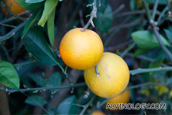 Two small mandarin oranges 