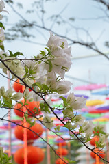2013-02 佛光山東禪寺平安燈會暨花藝展   Chinese New Year Lantern & Flora Festival