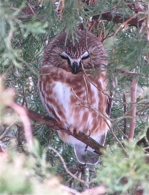 Northern Saw-whet Owl at Clinton Lake 010