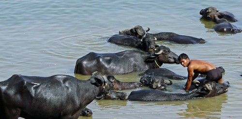 Buffalo bathing in the Ganges on its way through Benares (Varanasi, India)