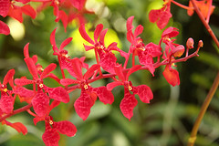 red spray prchids