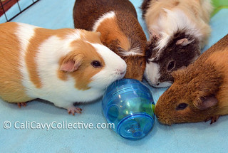 guinea pig toys