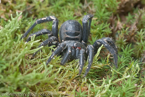 giant armored trapdoor spider, Liphistius malayanus IMG_9181 copy