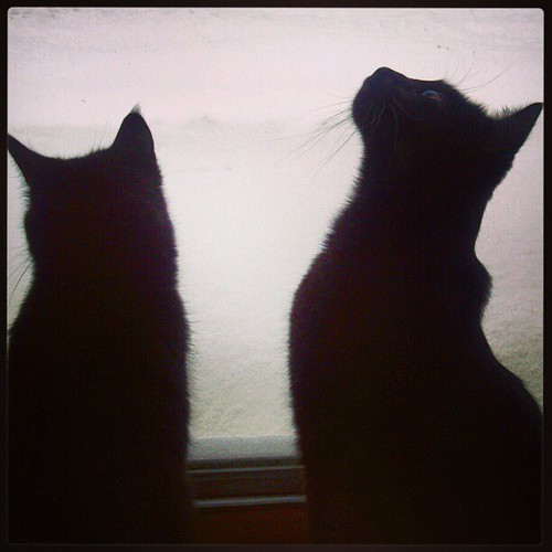 Watching the snow fall.