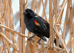 Blackbirds, Grackles & Starlings