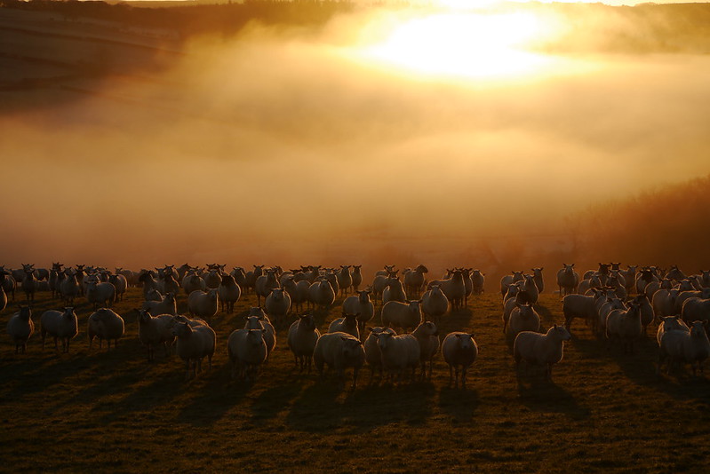 Sheep at dawn
