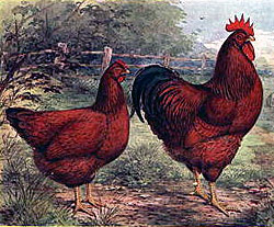 Rhode Island Red hen and rooster, 1915 lithograph.