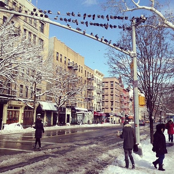 Pigeons roosting on traffic lights after Nemo hit NYC